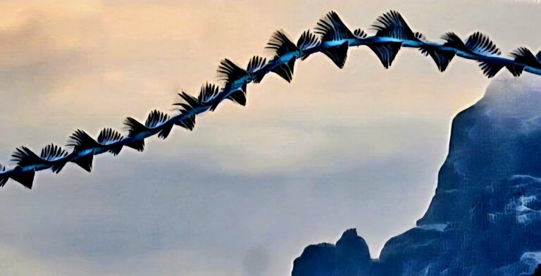 Birds-Murmurations