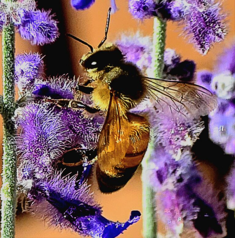 Insects